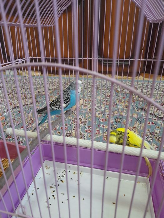 Продам попугаев ..