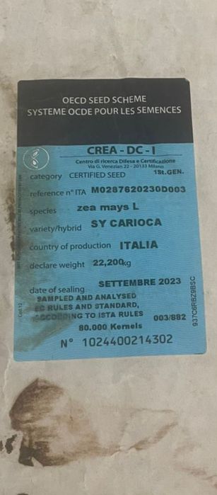 Семена кукурузы очень урожайный
