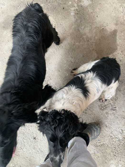 2 руский спанель