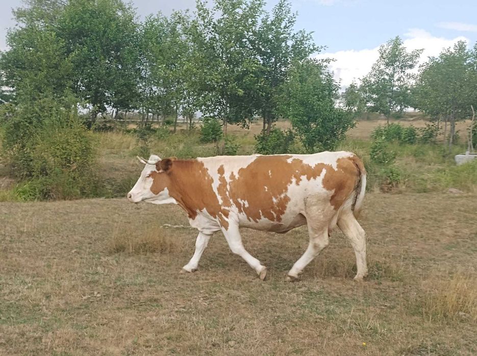 vaci de vanzare și vitei