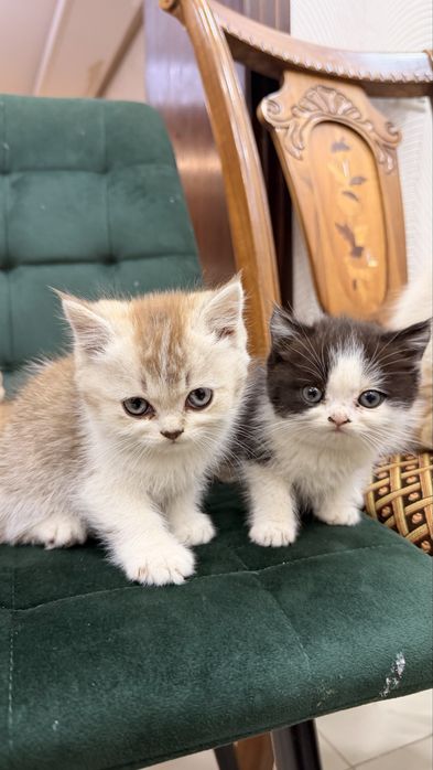 Продаются породитстые котята 2х месячные