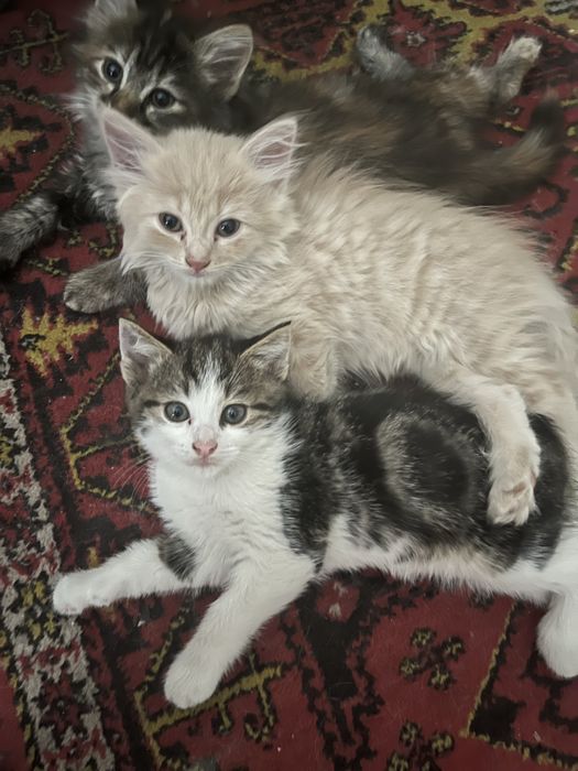 Отдам котят в добрые руки