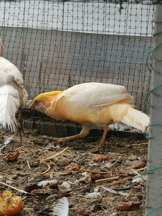 Fazan piersică familie