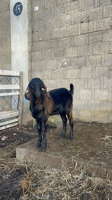 Țăpișor Anglo Nubian