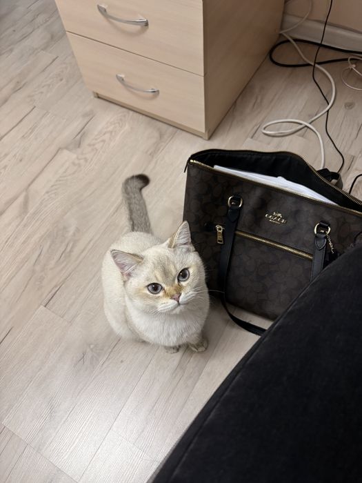 Котенок кот мальчик 8 месяцев