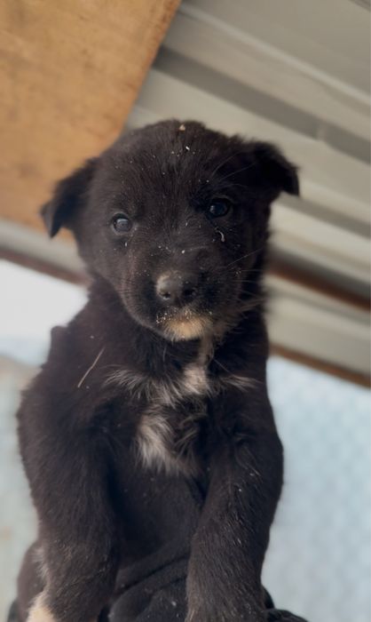 Керім жақсы күшіктер !