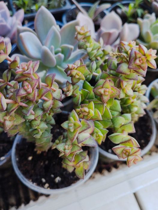 Суккулеты и кактусы