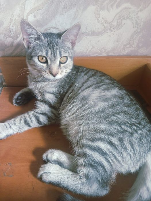 Котенок тигренок Мася в добрые руки!