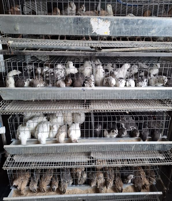 Prepelite japoneza, polare, tibetan ouatoare