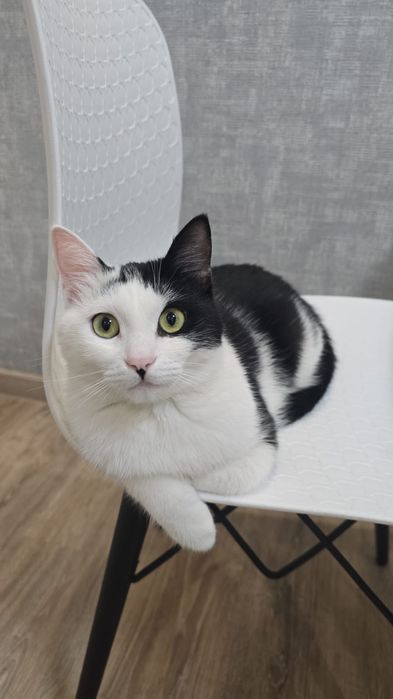 Отдам в хорошие руки