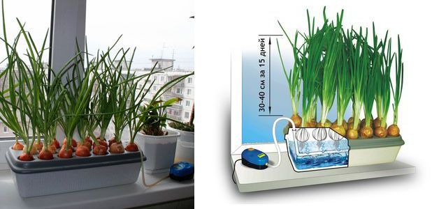 Грядка гидропонная «Луковое счастье»