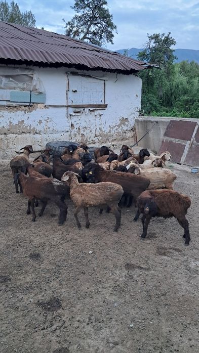 Қозылар сатылады