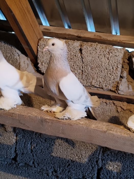 Голубь перс самец