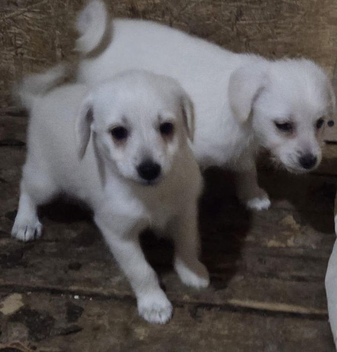 Отдам даром. Мама пудель