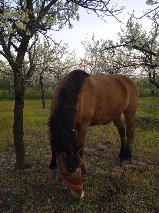 Vând Iapă 8 ani , foarte buna pentru gospodărie