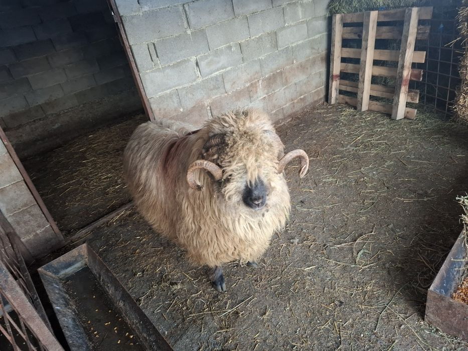 Vând oi țurcane 5 oi si un berbec bucalau