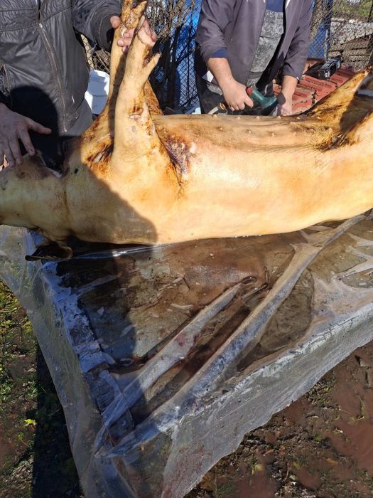 Продавам свинско месо