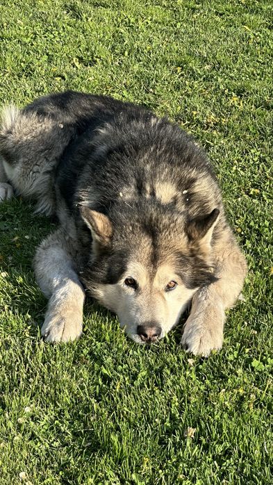 Аляскинский маламут вязка