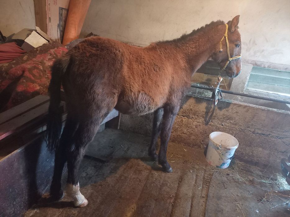 Жабағы сатылады жуас