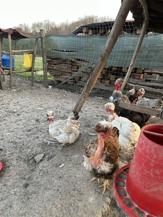 Oua pentru  incubat- gaini golase, motate