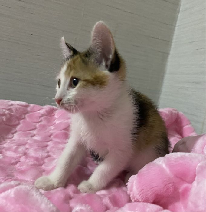 Отдам кошечку в добрые руки