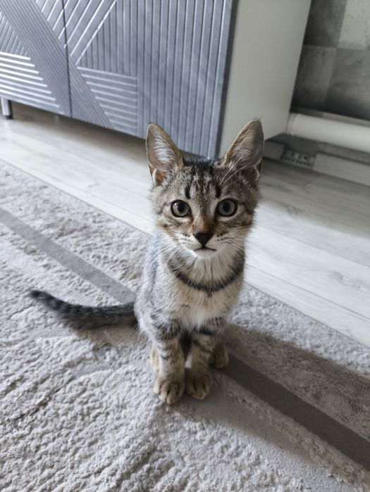 Отдам котят ,очень игривые !!!