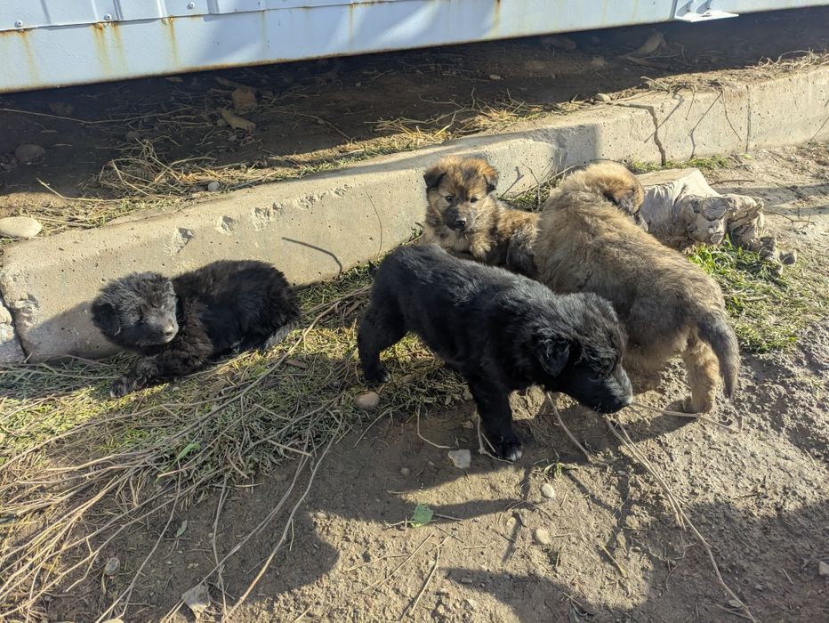 Собака Щенки щенок дворняги