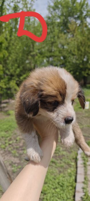 Отдам даром щенков