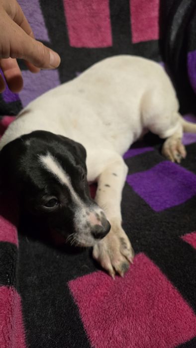 Căței Pointer englez