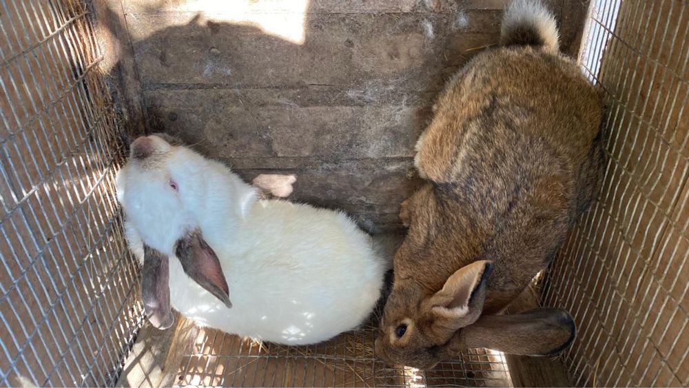 Продается Кролик