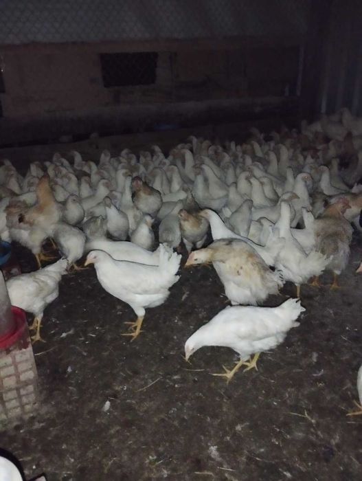 кокошки, ярки и пилета