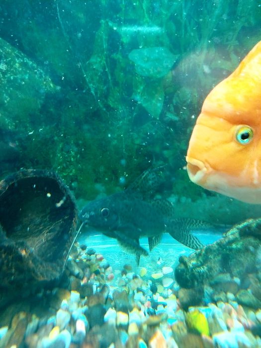 Аквариумные рыбки