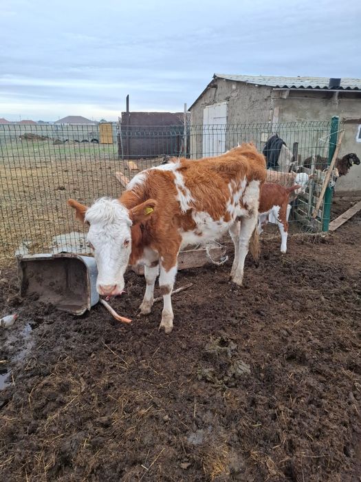 Сиыр таза симентал