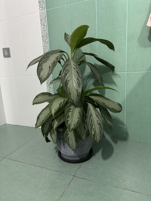 Аглаонема, кливия