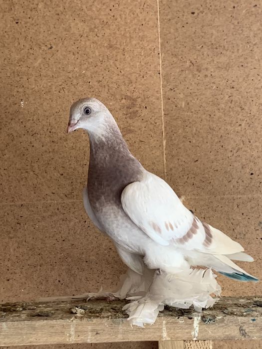 Продам голубей