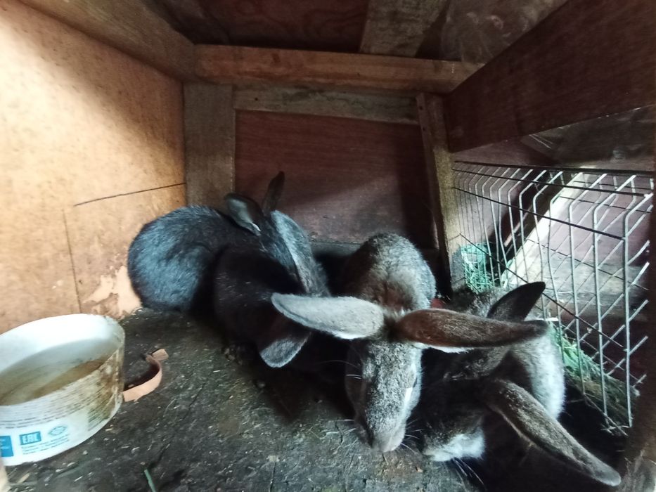 Кролики крольчата