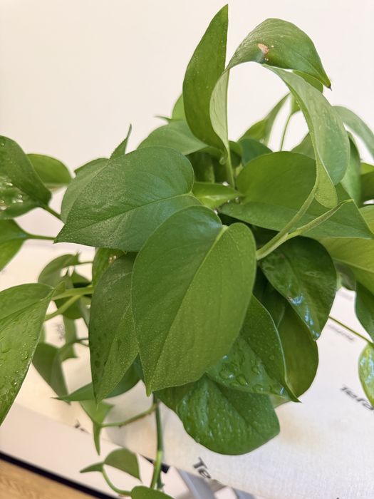 Продам эпипремнум (лиана)