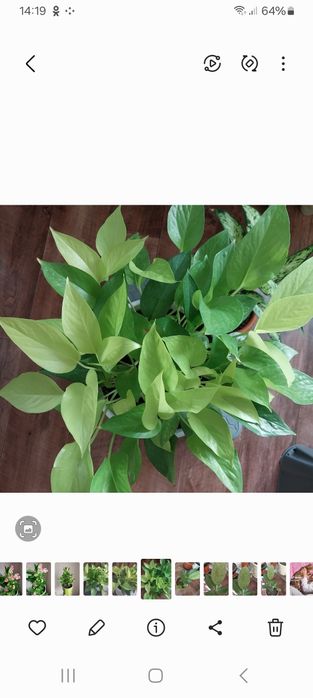 Сциндапсус неон в новом горшке