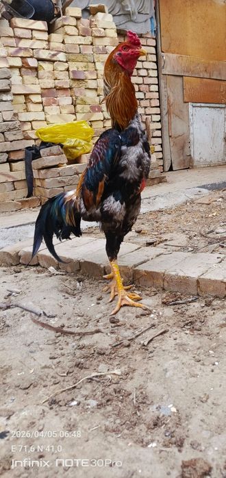 Золотой тульяк сатылады