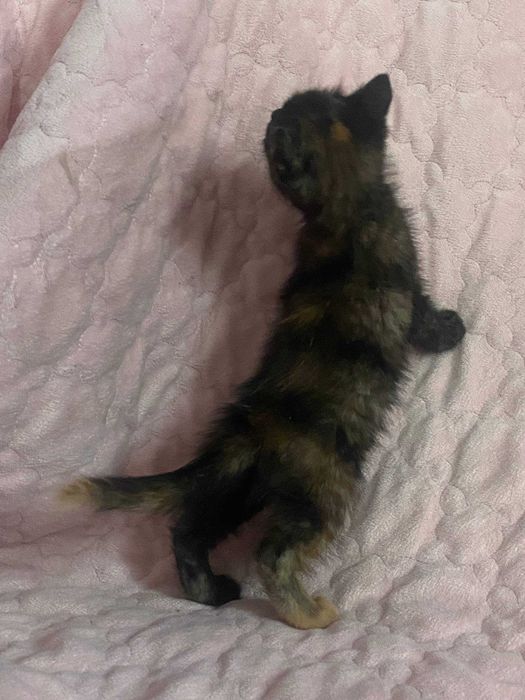 Отдам котят в хорошие руки