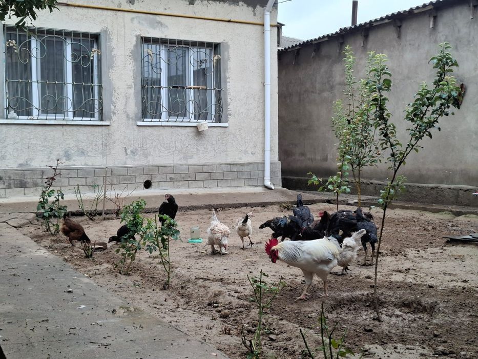 Петух и курицы  домашние