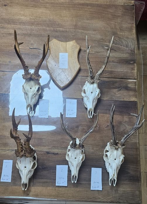 Рога и трофей от  елен и съръндак