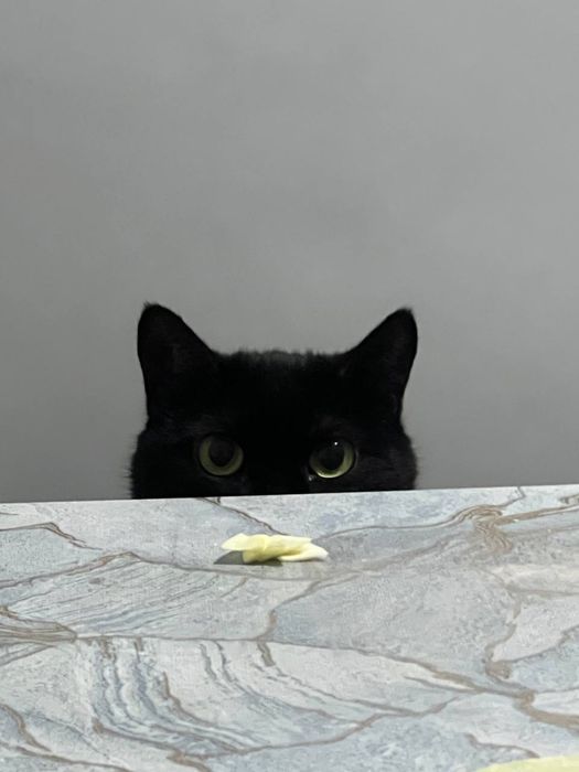 Отдам в добрые хорошие руки