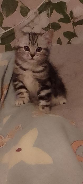 Шотландская кошечка очаровашка
