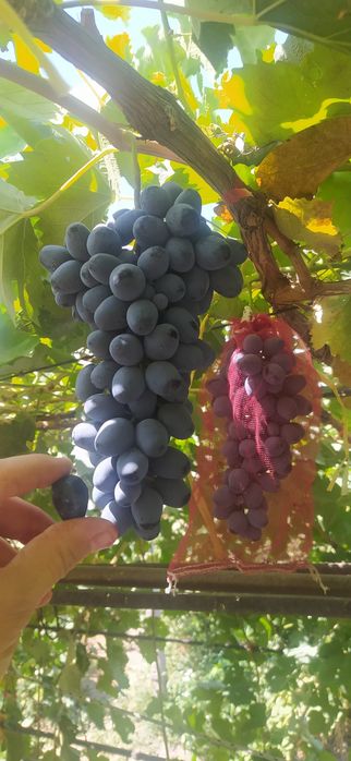 Саженцы винограда