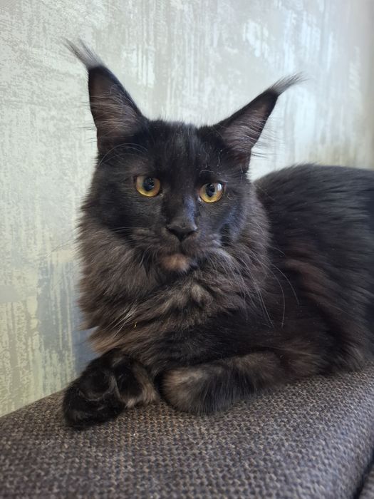 Мейн-кун полидакт девочка