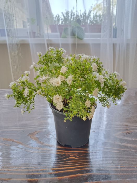 Кампанула 4000 тг