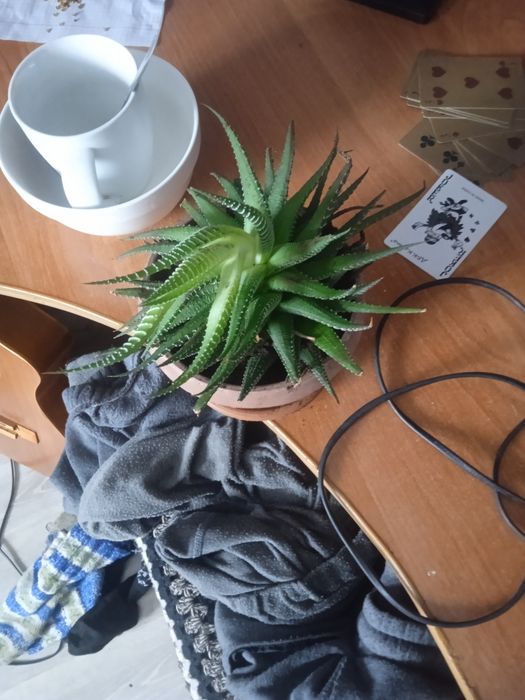 Хавортия полосатая