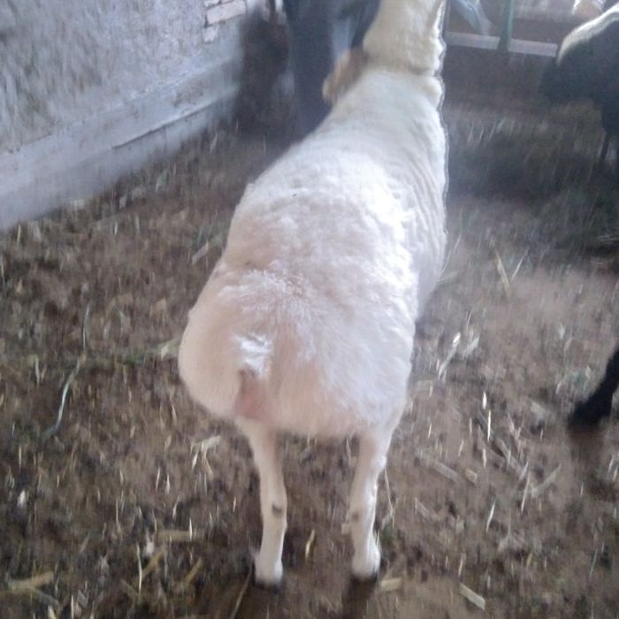 Qo'chqor sotilade yeb ichishe yaxshe tayor bo'gan  keleshtereb beraman