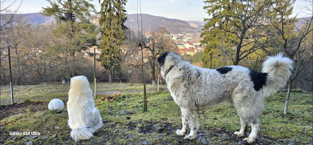 Proprietate unică in Sighișoara  33000mp + casa  de 280mp
